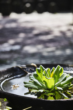 阳光里的水生植物