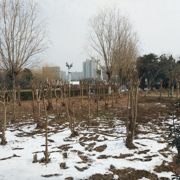 雪后公园树林