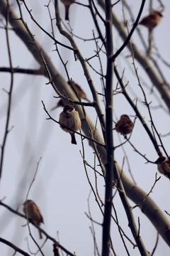 枝头上的麻雀