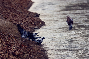 河边喝水的鸽子