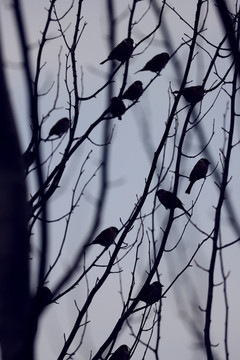 树枝上的麻雀