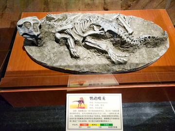 鹦鹉嘴龙化石
