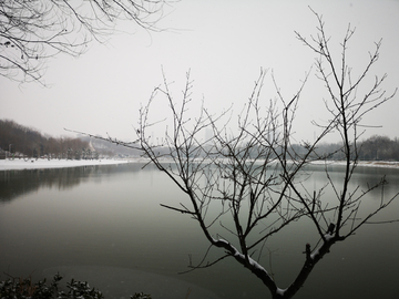 湖边落雪的树