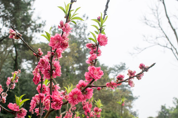 桃花