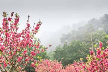 桃花源