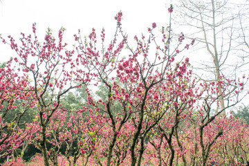 桃花林