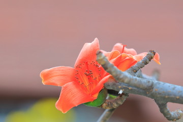 木棉花红色木棉花特写