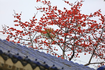 中山纪念堂木棉花