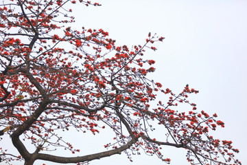 木棉花红色木棉花