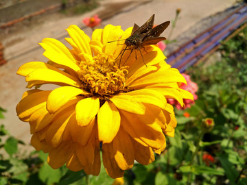 中华谷弄蝶和黄色百日菊