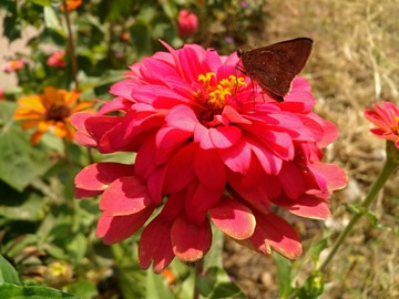 中华谷弄蝶和百日菊