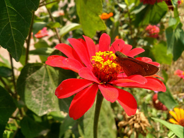 中华谷弄蝶和红色百日菊
