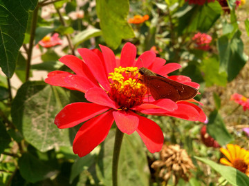 中华谷弄蝶和红色百日菊
