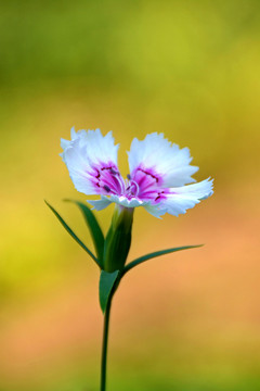 淡紫色石竹花