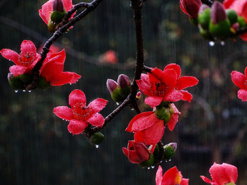 红棉花开