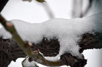 树枝上的积雪