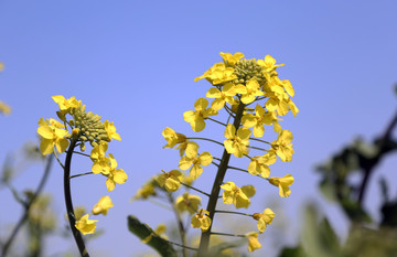 油菜花