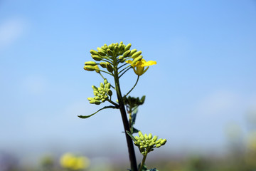 油菜花