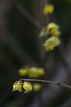 腊梅花