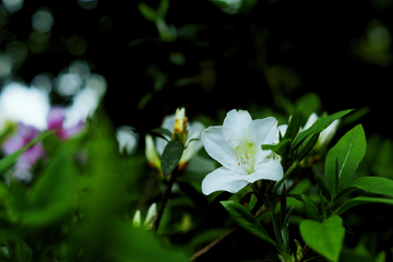 杜鹃花