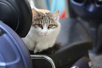 猫