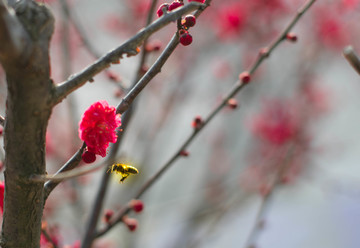 梅花