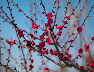 梅花