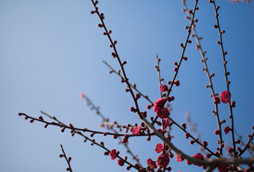 梅花