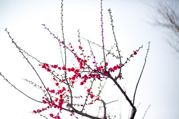 梅花