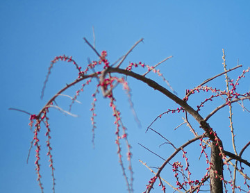梅花