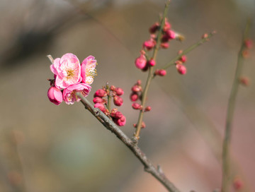 梅花