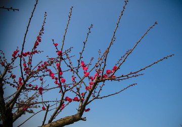 梅花