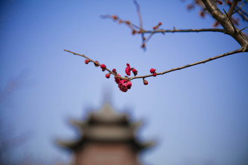 梅花