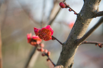梅花