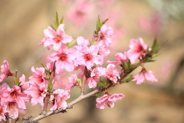 桃花