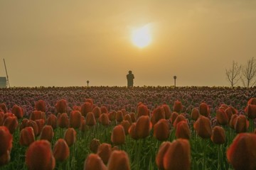 荷兰花海