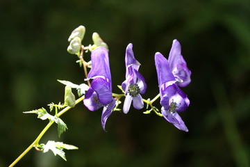 长白山花卉