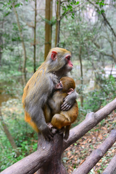 在猴妈妈怀里吃奶的幼猴