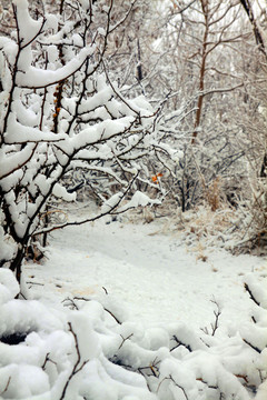 雪