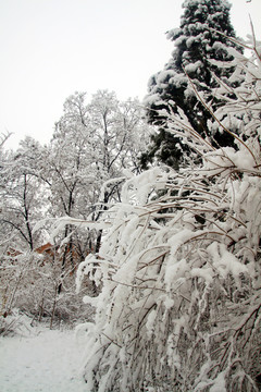 雪