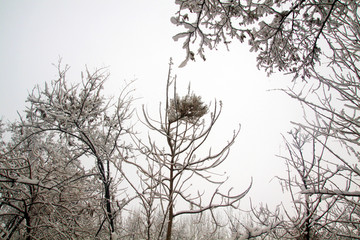 雪