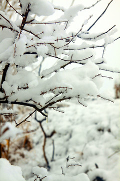 雪