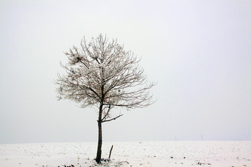 雪原的树