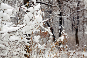 雪