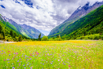 高山牧场