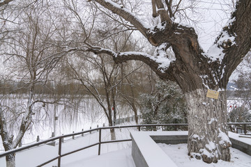 树枝雪景