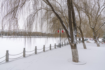 树枝雪景