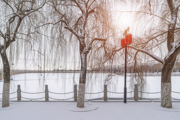 柳树树枝雪景