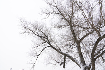 雪树枝