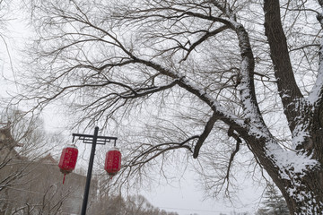 树枝雪